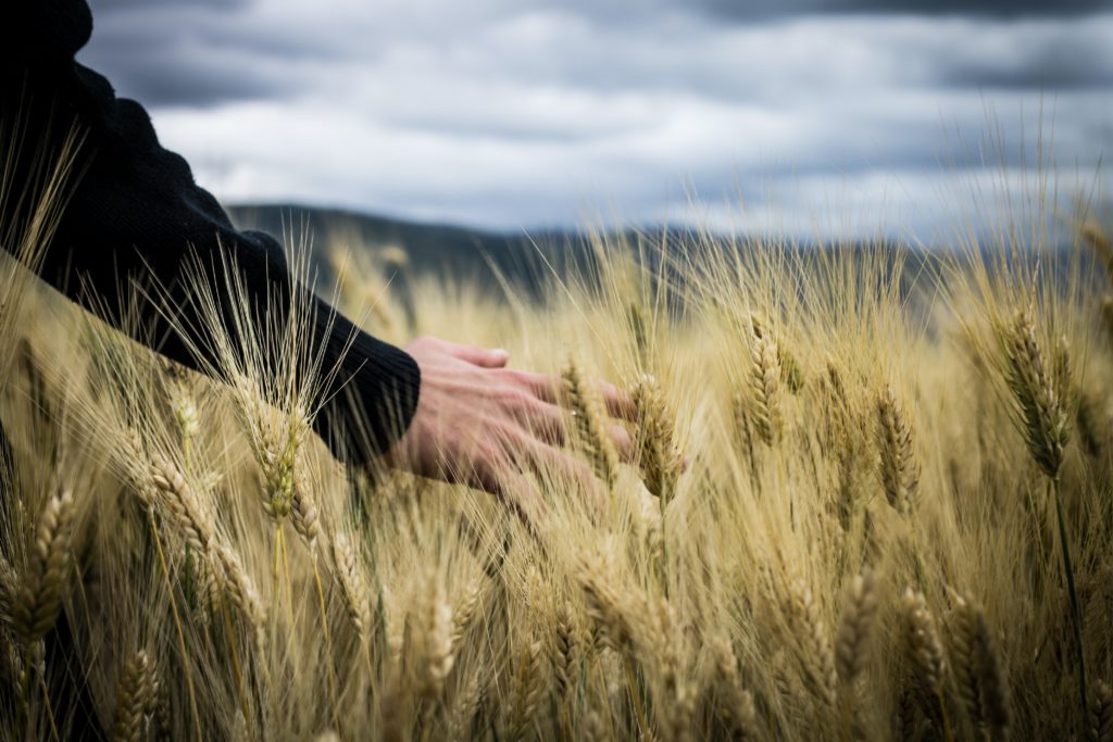 Hand in wheat field